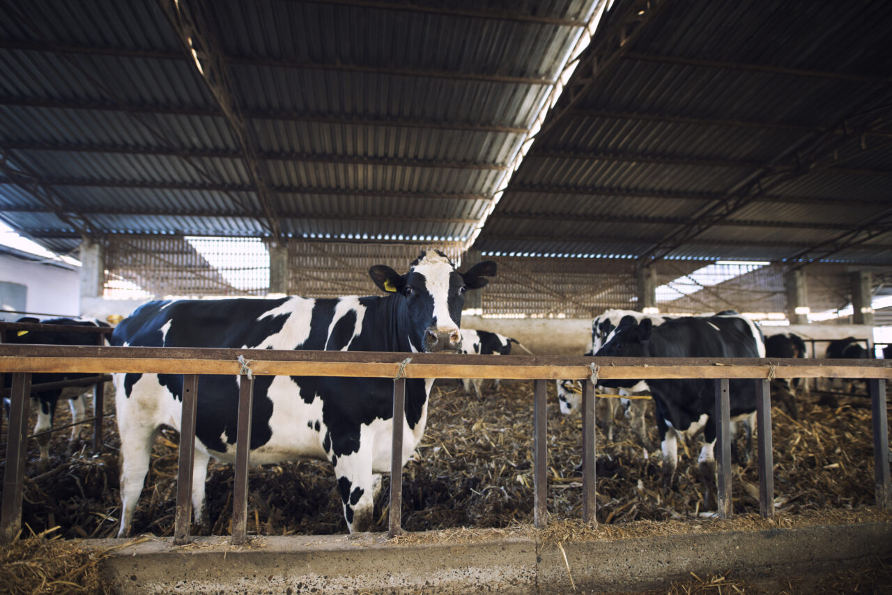 Domestic animals eating hay at cattle farm.